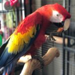 Scarlet macaw