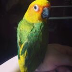 Sun Conure (Aratinga solstitialis)
