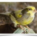 Buy Variegated Canary Online