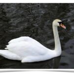 Buy White Mute Swan - Adult Pairs Only Online