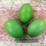 Buy Cassowary Eggs For Sale