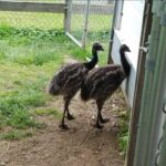 Buy Emu Birds Online