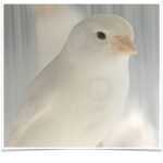 Buy White Canary Online