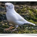 Buy White Crested Canary Online