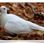 Buy Ring-necked Dove - White Ring-necked Doves, (Streptopelia risoria) Online