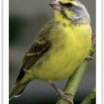 Buy White-tipped Green Singer Online