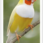 Buy Lady Gouldian Finch - Yellow-back (BLACK HEAD MALE ONLY) Online