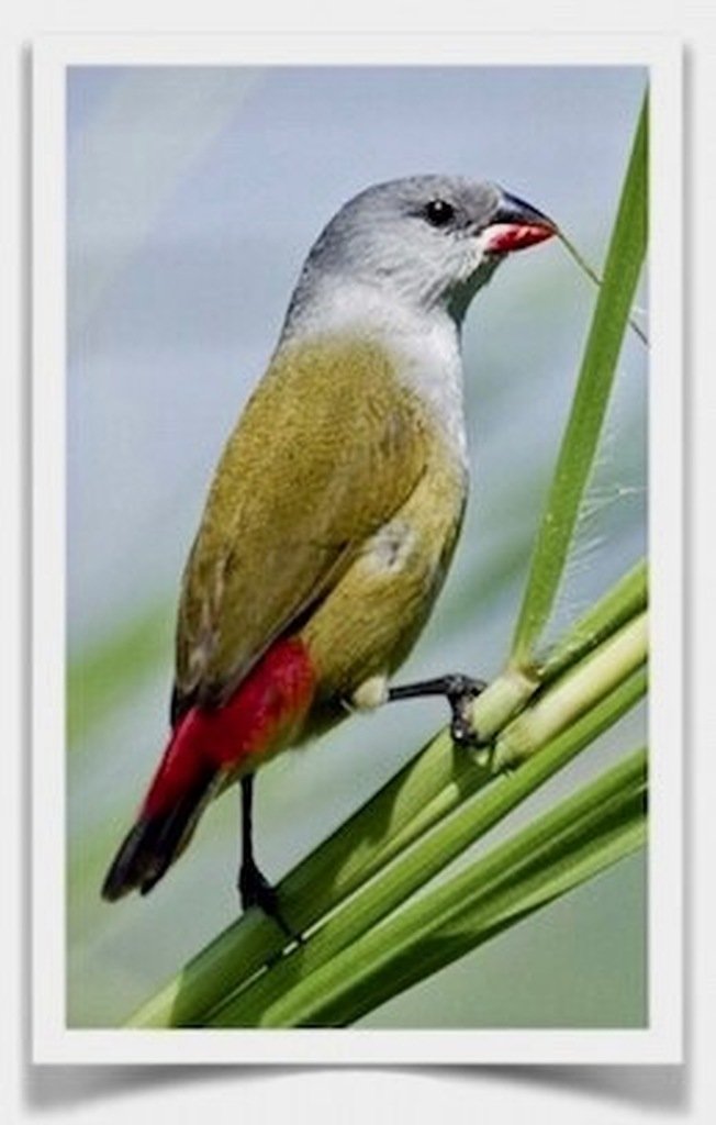 Yellow_Bellied_Swee_Waxbill__00709.1570316153.jpg