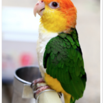Buy White Bellied Caique Online