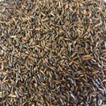 Nyjer Seed