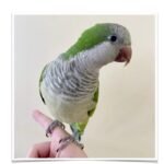 Buy Quaker Parrot (Monk Parakeet) Online