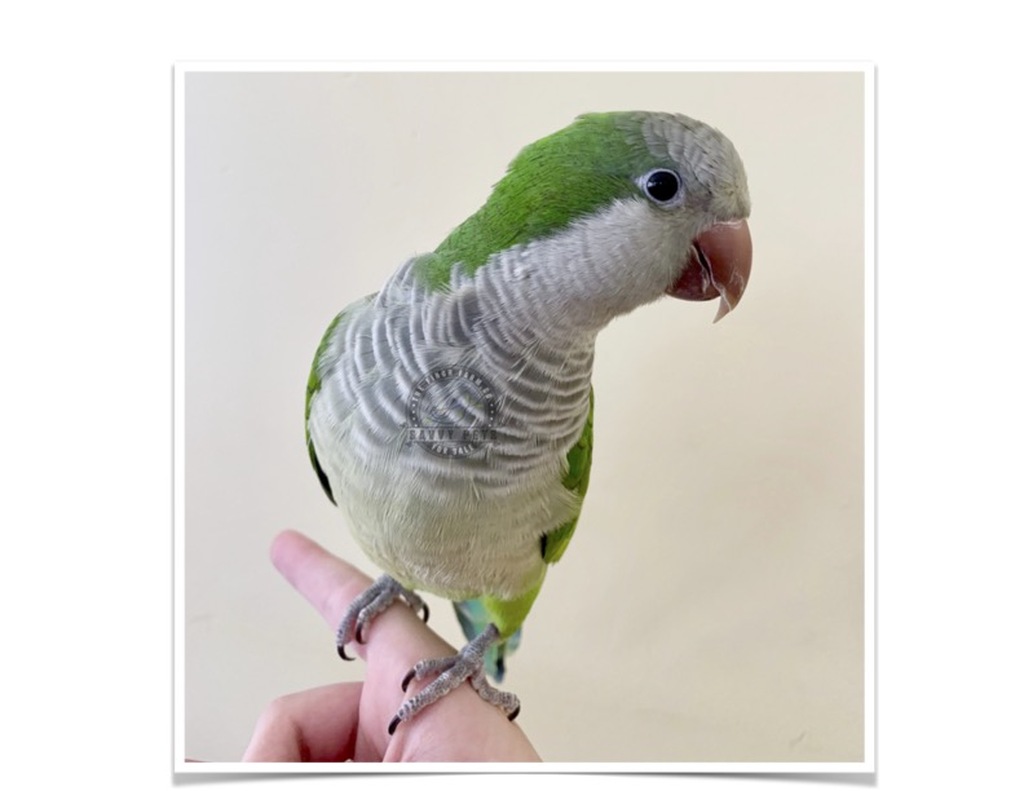 quaker_parrots_for_sale_green_at_the_finch_farm__06365.1621669104.jpg