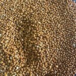 Red Millet