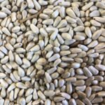 Safflower